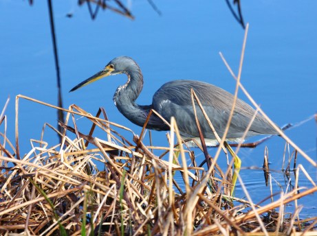 Tri-Colored heron