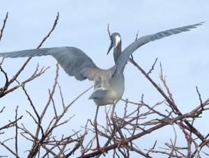 Tri-colored Heron balancing against the wind.