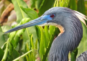 Tri-colored Heron with breeding plumage.