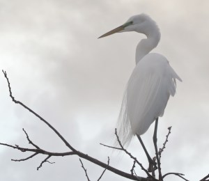 Great Egret surveying the 'pondscape' just after arising to start the day.