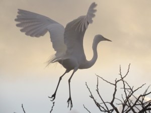 Great Egret taking off first thing in the morning.