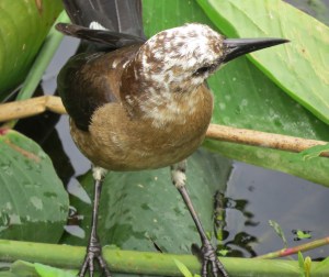 Leucistic female Boat-tailed Grackle.