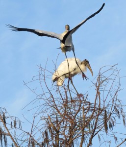 "Uh, excuse me, but this tree top is already taken!"