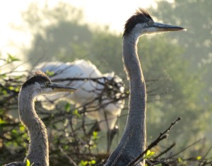 "Hey, where did all these big Wood Storks come from?!"