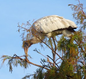 "I must find the perfect little branch."