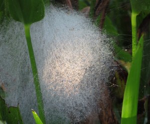 Bunched-up Spider web???