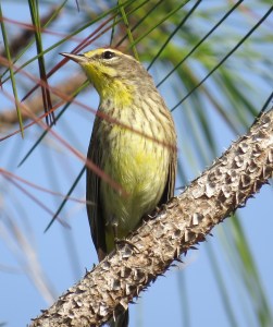Pine (?) Warbler peeking out.
