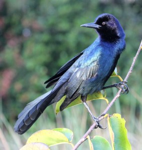 Male Boat-tailed Grackle