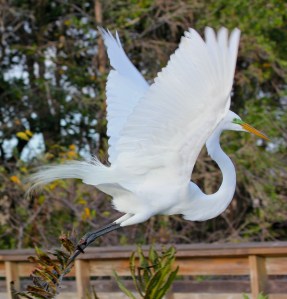 Great Egret flying off to find nesting materials.