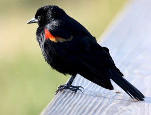Red-winged Blackbird
