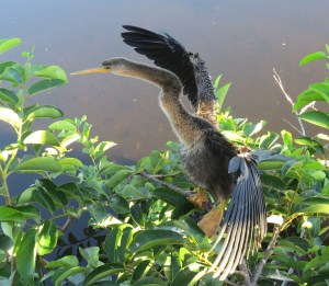 Female Anhinga doing her morning stretching exercises.