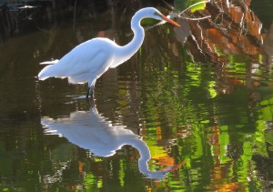 Great Egret heading out to pick up some breakfast.