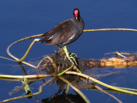 This new swirl style goes well with my legs and feet, don't you think?