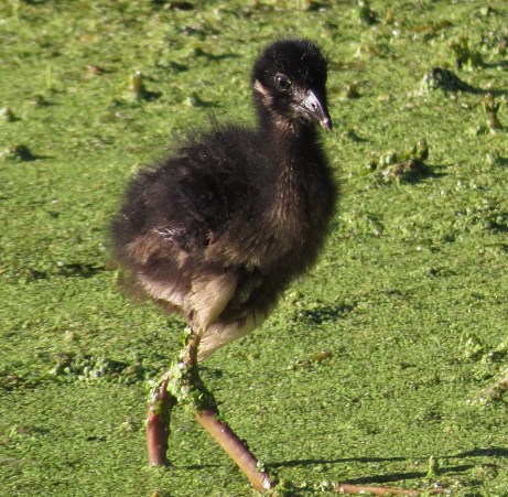 Baby Gallinule . . . new green legging look.