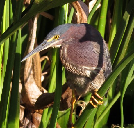 Debonair Dad Green Heron