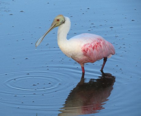 Roseate Spoonbill in the early evening