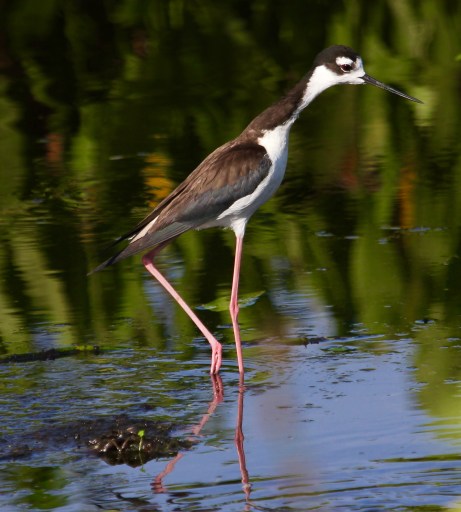 . . . but not quite as svelte and dashing as my parents.