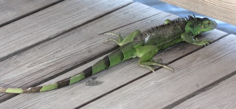Young Iguana wondering where to go now~?