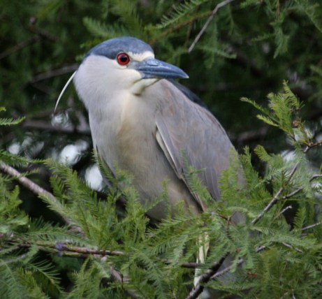 Black-Crowned Night Heron