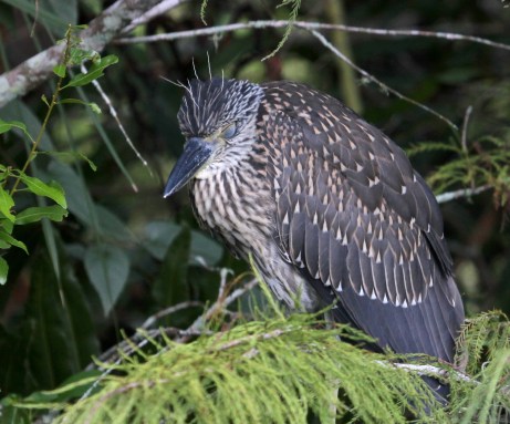 Closed-eyed Juvenile!