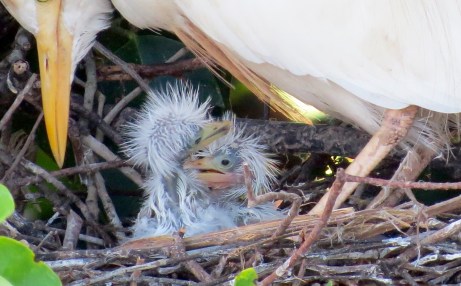 Cattle Egret and Chick