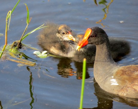 Common Moorhen and Chick