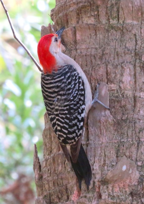 The bright red top and nape can be deceiving . . . 