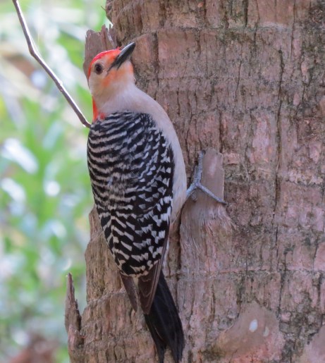 Adult Red-bellied Woodpecker saying Hello