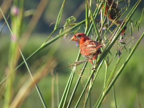 Molting Male Cardinal