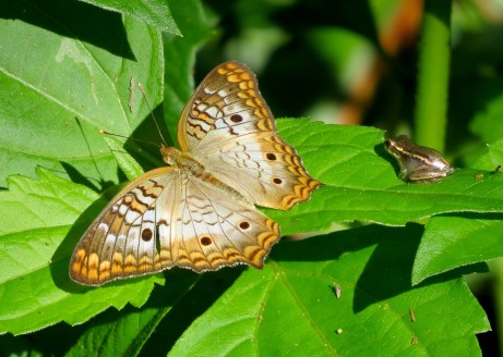 White Peacock and Tiny Frog