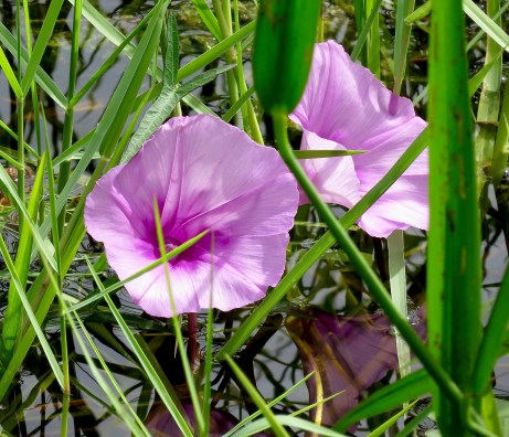 Everglades Morning Glory