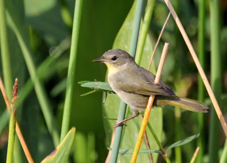 Warbler