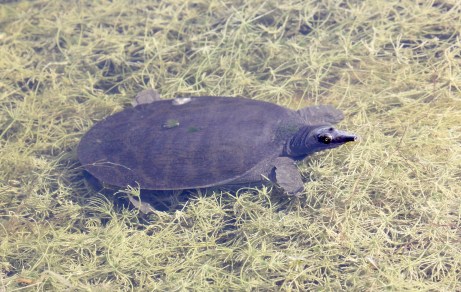 Young Soft-shell Turtle