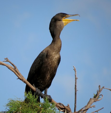 Cormorant
