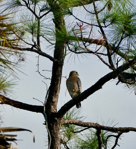 168165E1-3D27-41EC-8CE2-6EF50C37CC48_1_201_a