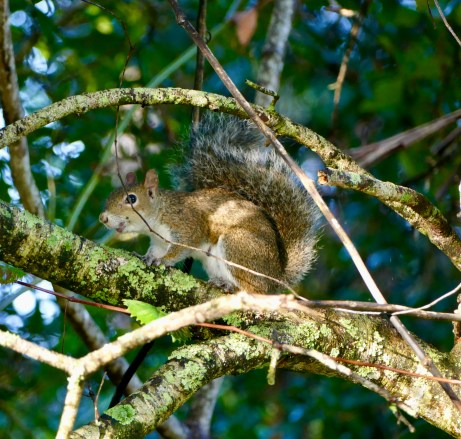 62AF1789-C3DE-4BE1-B168-7DD2D71AB682_1_201_a