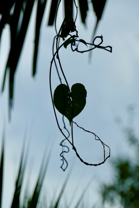 E90E5B4C-A7EF-474F-B87B-5272407245CB_1_201_a