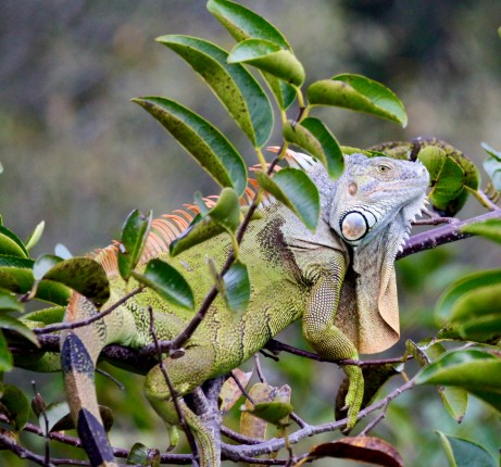 5151DDE0-439B-4C82-88B7-C66D4688776E_1_201_a