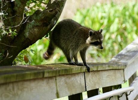 61EDB3E3-D01B-4B6F-AC53-DF7E043F5AD1_1_201_a