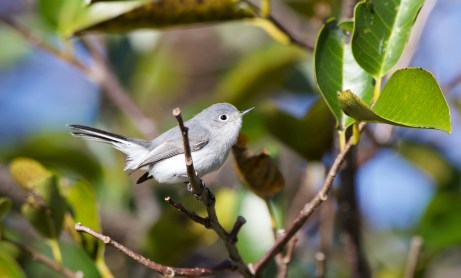 97791EC6-FE2A-4DAA-A57E-60FACD44F0BC_1_201_a