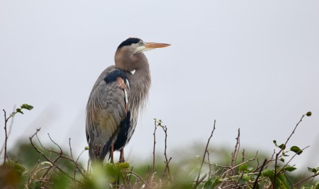 B7BC66E3-C662-44BD-A742-AC79BCA6879C_1_201_a