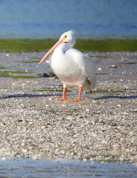 C9C31910-1577-4A40-81F2-092DEFADB26A_1_201_a