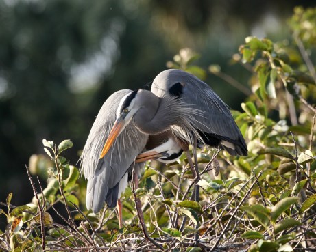 1DDE3F64-723E-4BDD-B939-CB6E353A3624_1_201_a