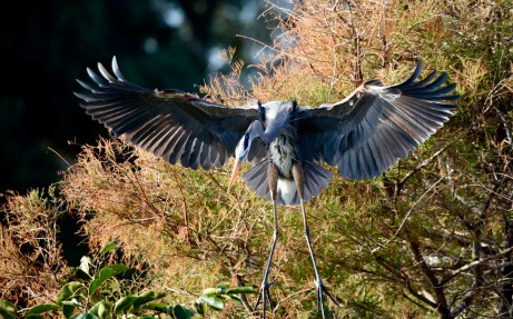 1FAA6AC7-DC84-4131-99B0-E97A1636161E_1_201_a