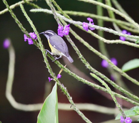 A95B3470-3185-4091-ACDF-20D9A4E2D977_1_201_a