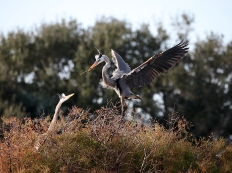 B6D9EB2D-4F13-4C29-8A04-466D99E4B2B8_1_201_a