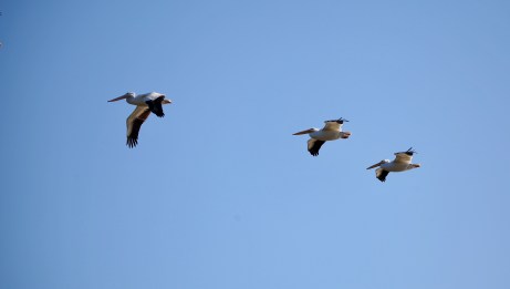 CB987AA5-0D14-4EDF-97B0-55C1D77DB5D2_1_201_a