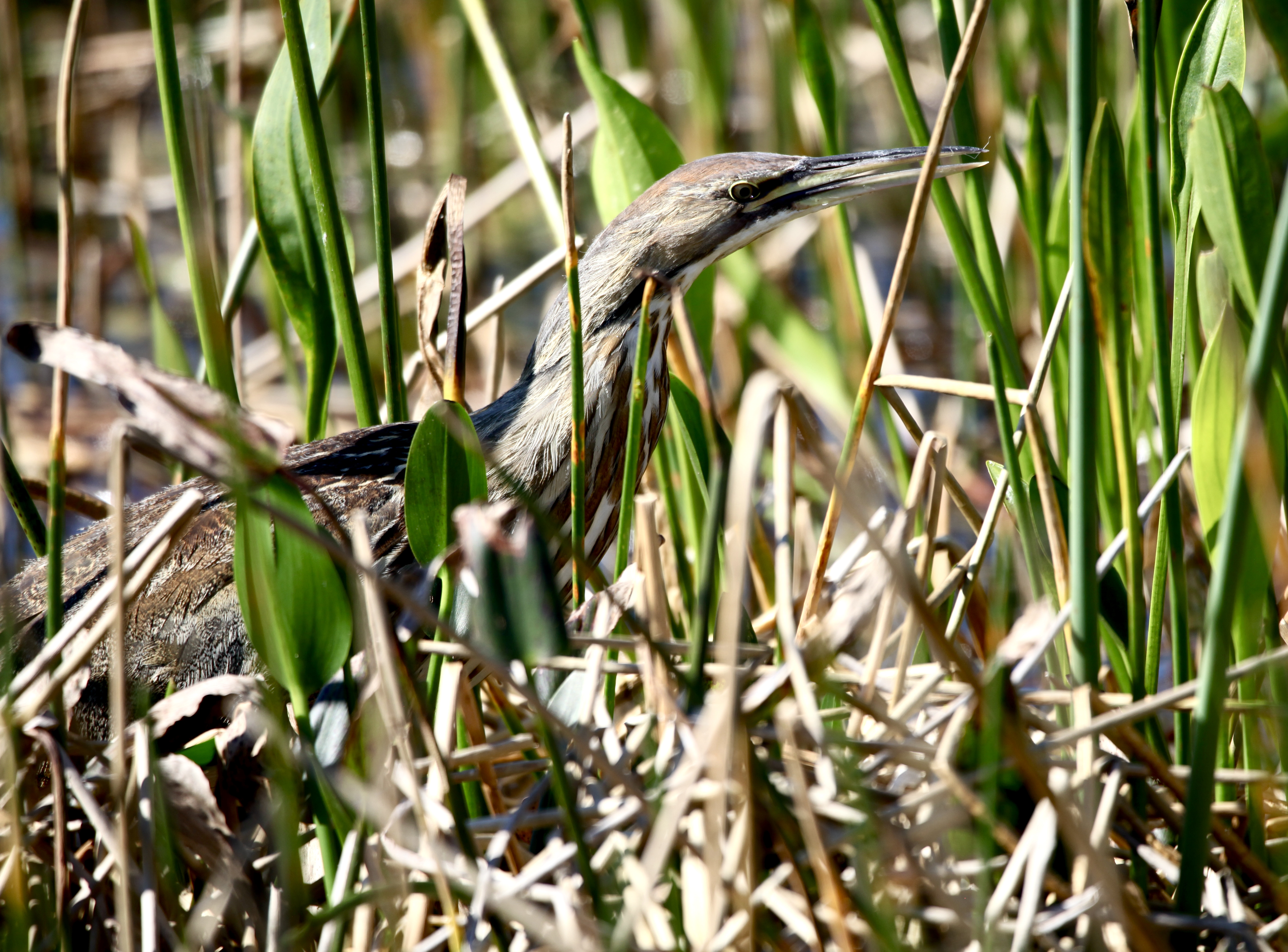 4F8CE490-3083-4736-8280-1001483ACF87_1_201_a