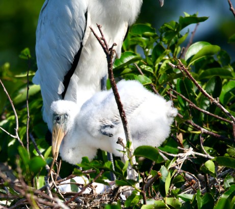 1B11F1F7-7E80-4F5A-92AA-5F38CE91D415_1_201_a