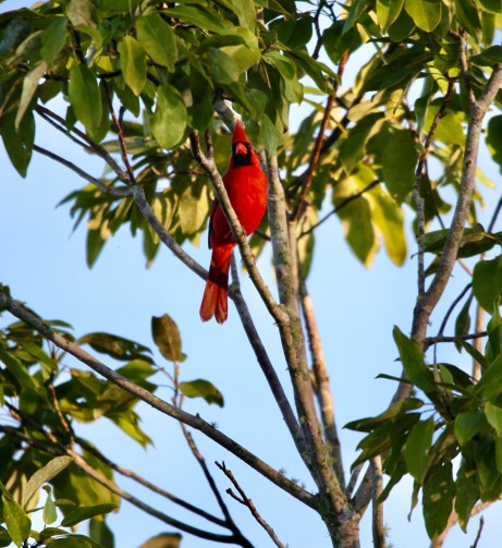 9DFA180A-0C2E-4838-91C8-969FED1A43BA_1_201_a